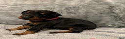 Dobermann dogs for sale: Amazing Dobermann puppies.  - Advert 16