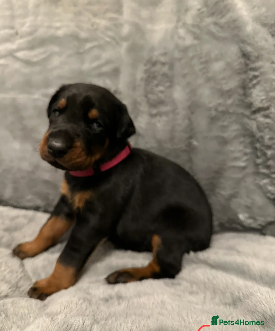 Dobermann dogs for sale: Amazing Dobermann puppies.  - Advert 16