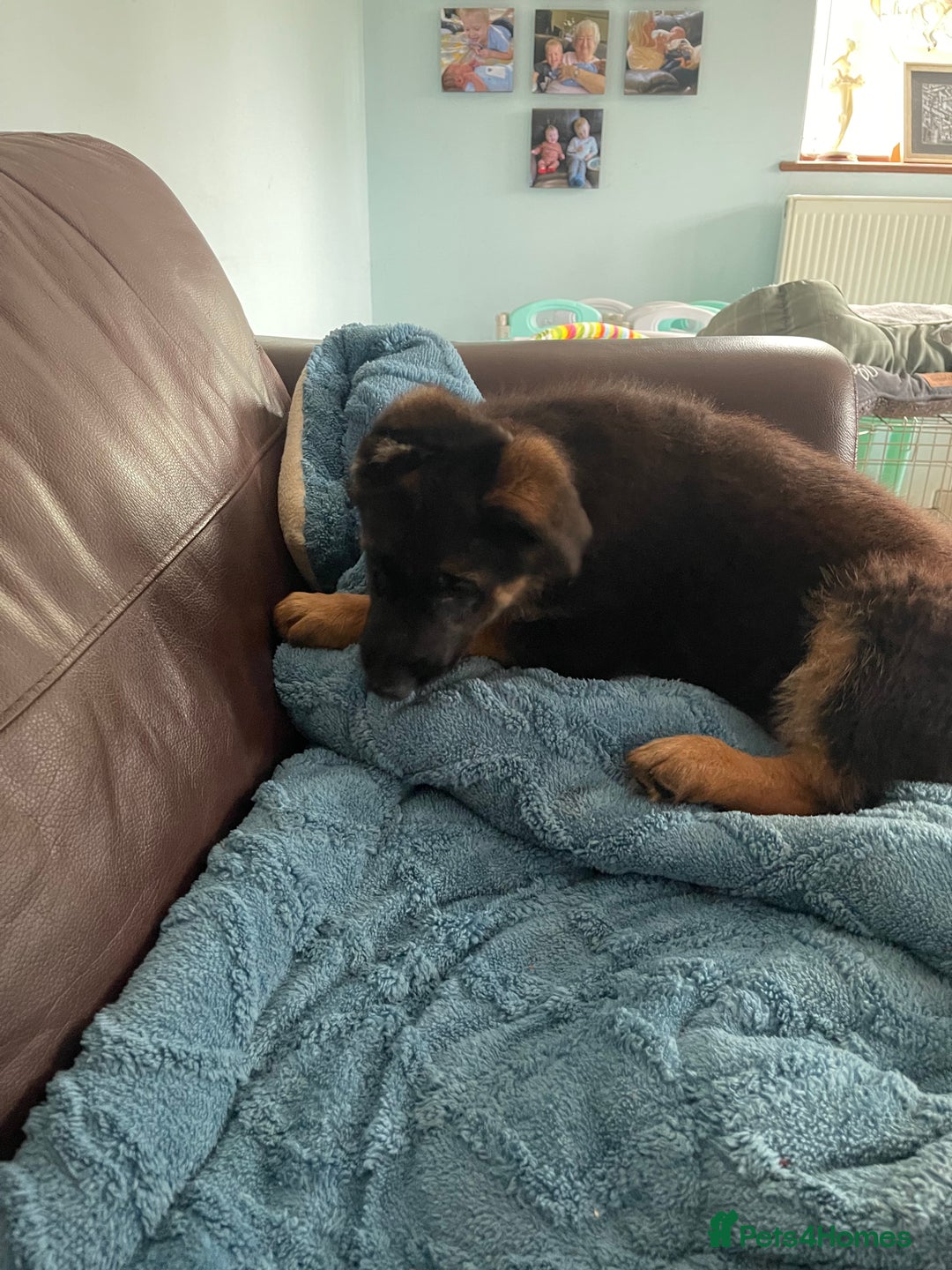 German Shepherd dogs for sale: German Shepherd pups KCRegistered/hip&elbow scored - Image 28