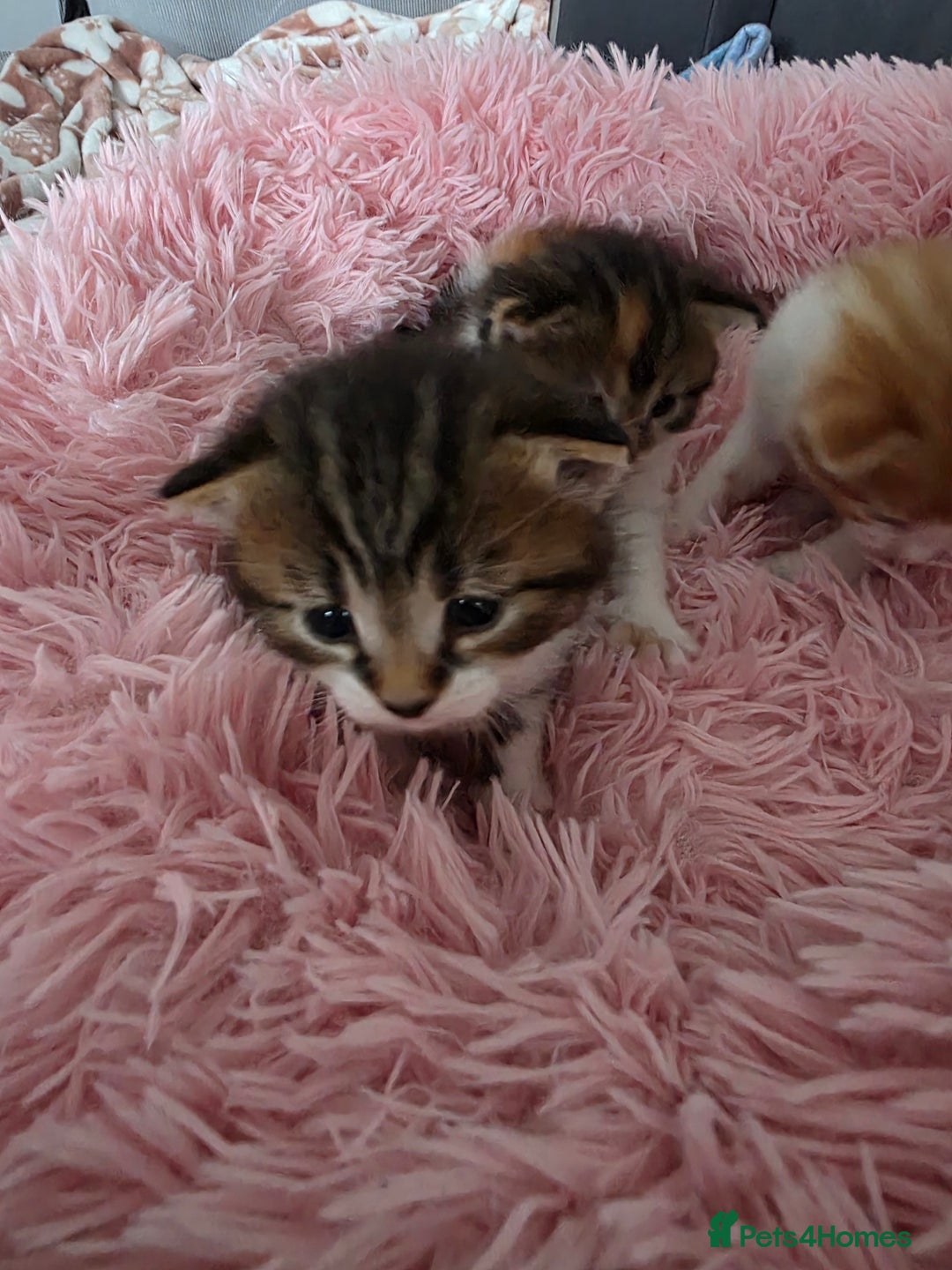 Mixed Breed cats for sale: Beautiful Fluffy Kittens 2 Boys 1 Girl - Image 7