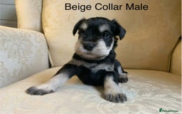 Miniature Schnauzer dogs for sale:  Kc Reg, BVA eye tested Mini schnauzer  - Image 11