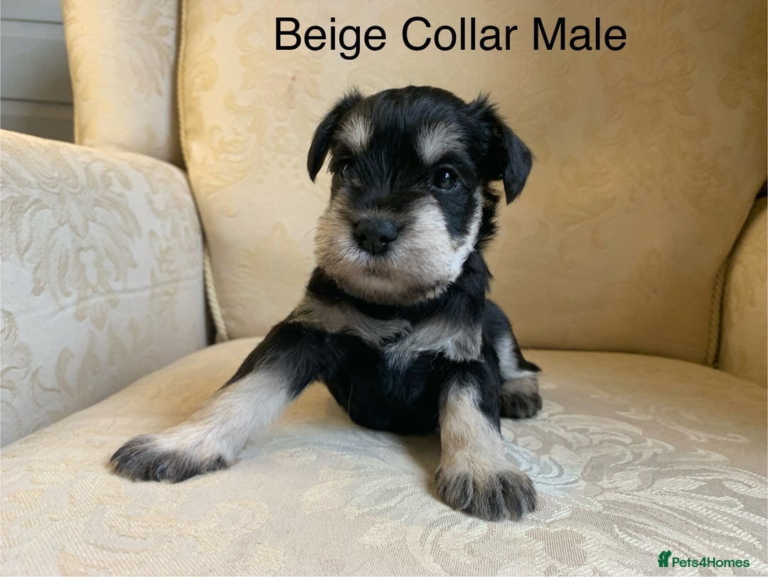 Miniature Schnauzer dogs for sale:  Kc Reg, BVA eye tested Mini schnauzer  - Image 11