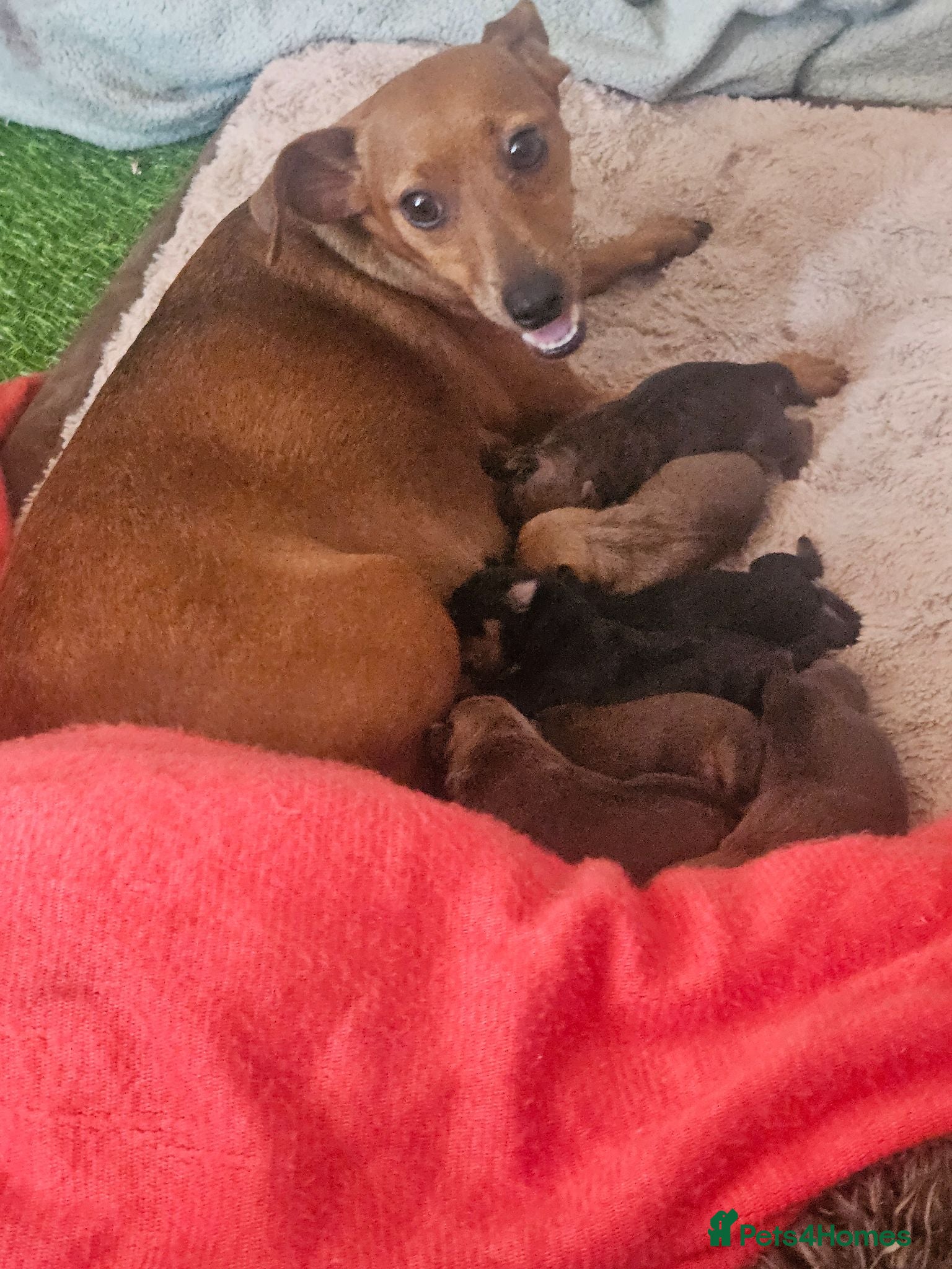 Miniature Pinscher dogs Adorable miniature pinscher puppies  - Advert 2