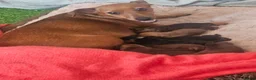 Miniature Pinscher dogs for sale: Adorable miniature pinscher puppies  - Advert 15
