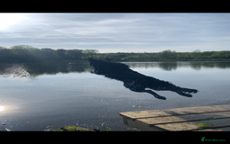 Mixed Breed dogs for sale: Ladybug - Advert 3