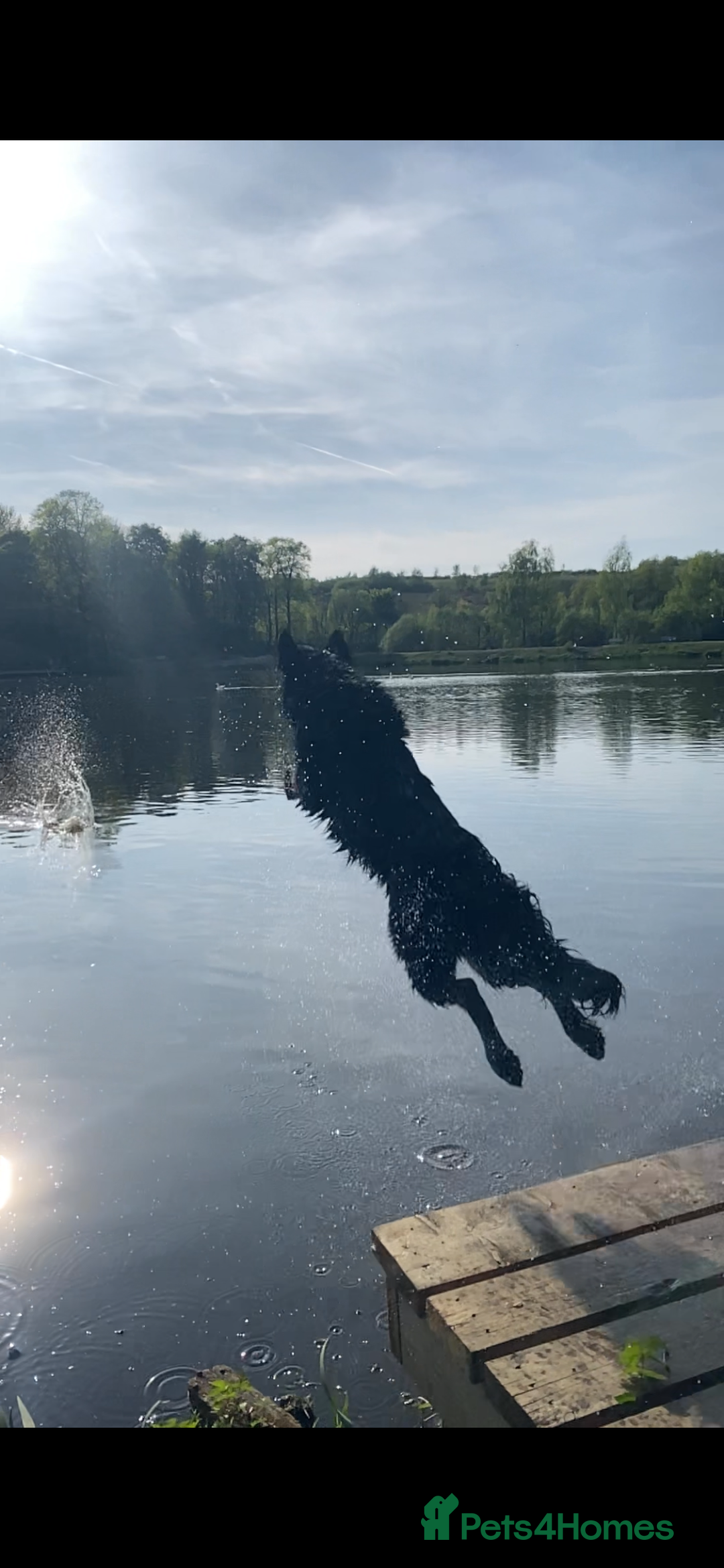 Mixed Breed dogs for sale: Ladybug - Advert 3