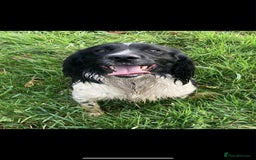 Sprocker dogs for sale: 2 x sprocker pups for sale  - Image 14