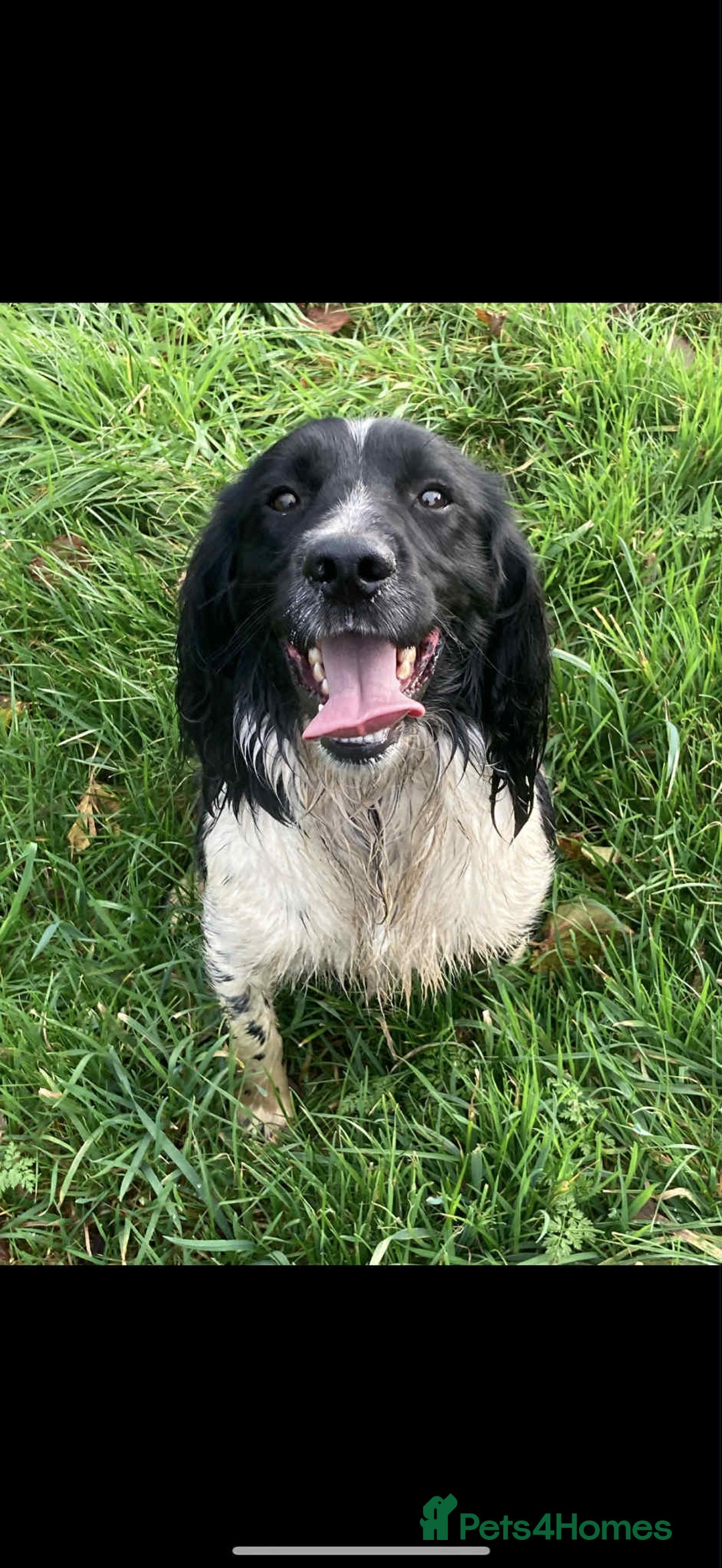 Sprocker dogs for sale: 2 x sprocker pups for sale  - Image 14