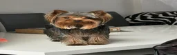Yorkshire Terrier dogs for sale: Yorkshire terrier puppy’s available  - Advert 16