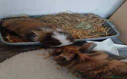 Lionhead rabbits for sale: Pair of lionhead bunnies - Image 2