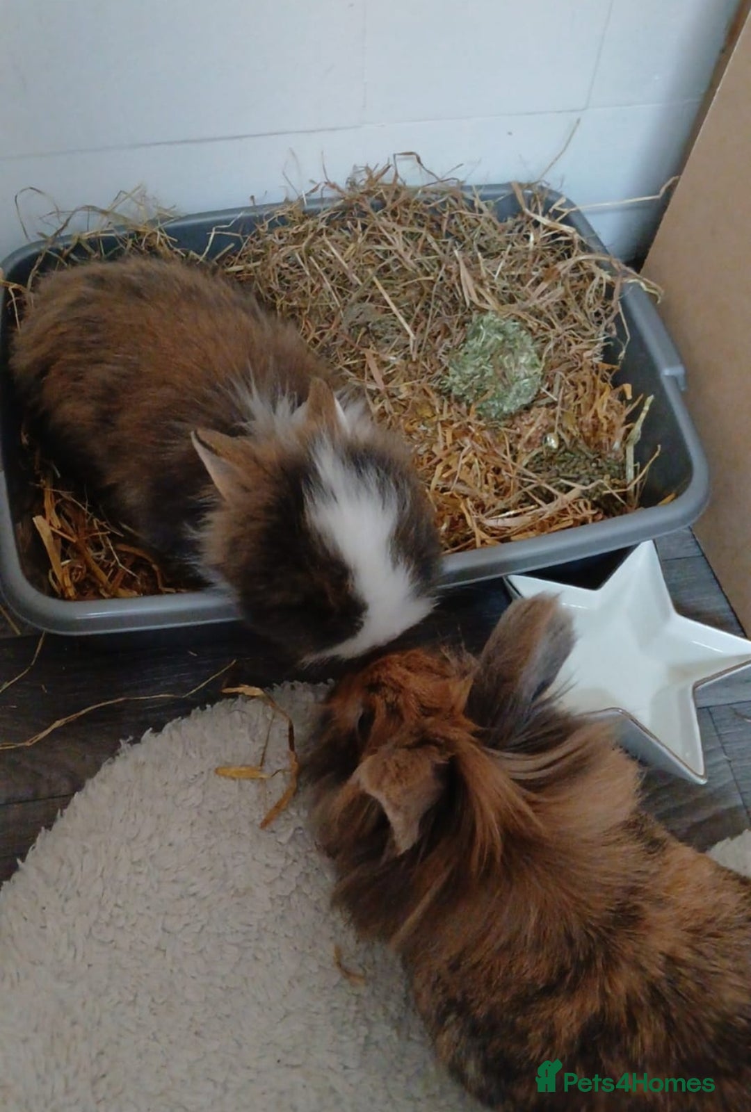 Lionhead rabbits for sale: Pair of lionhead bunnies - Image 2