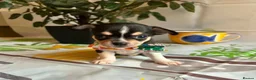 Chihuahua dogs for sale: Beautiful Chihuahua Puppies - Advert 2