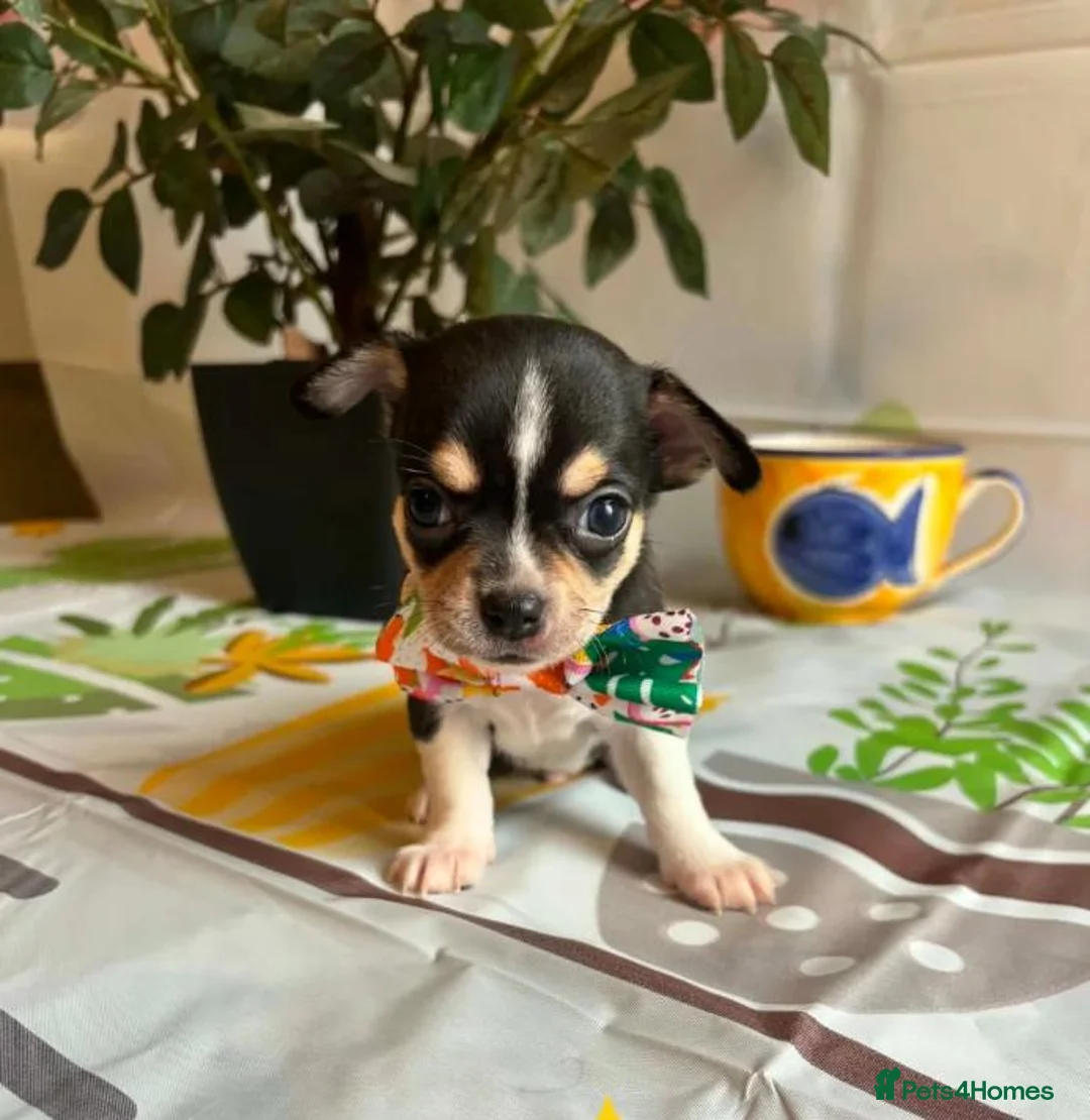 Chihuahua dogs for sale: Beautiful Chihuahua Puppies - Advert 2