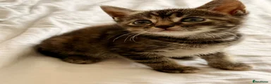 Mixed Breed Kitten 8