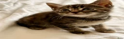 Mixed Breed cats for sale: Loving Kittens Looking for Their Forever Homes - Advert 5