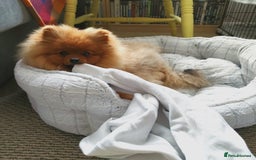 Pomeranian dogs for sale: 6 month old pomeranian  - Image 12
