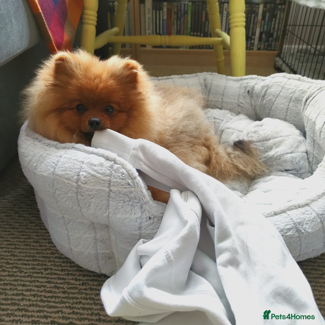 Pomeranian dogs for sale: 6 month old pomeranian  - Image 12