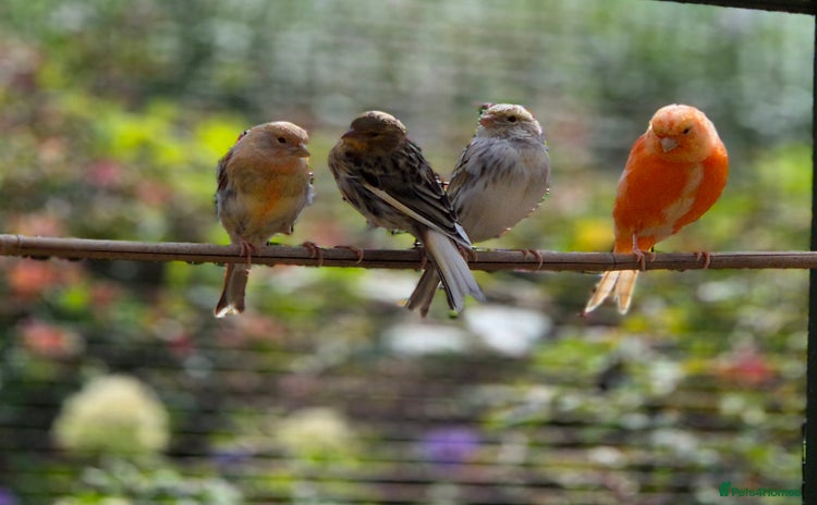 Canaries birds - Advert 2