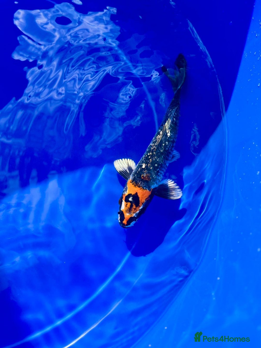 Koi Carp fish for sale: Koi for sale - Image 2