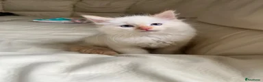 Ragdoll Kitten 3