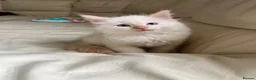 Ragdoll cats for sale: Ragdoll kittens  - Advert 16
