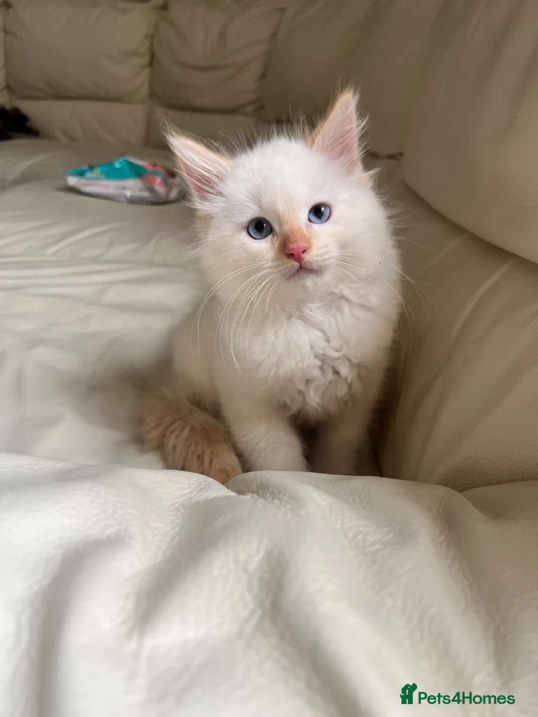 Ragdoll cats for sale: Ragdoll kittens  - Advert 16