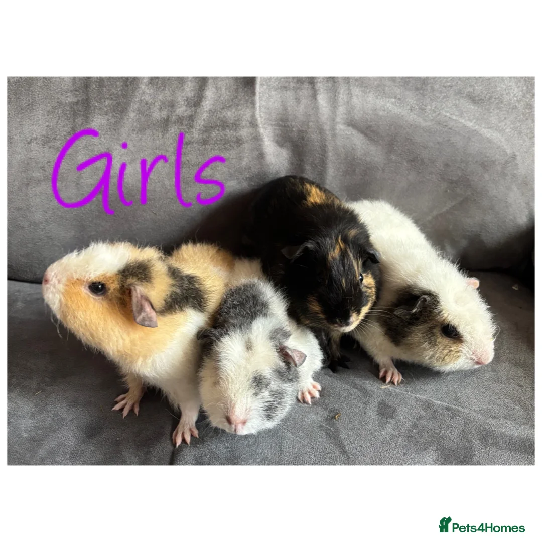 Guinea Pig rodents for sale: Baby Guineapigs x4 girls x2 boys- ready now - Advert 3