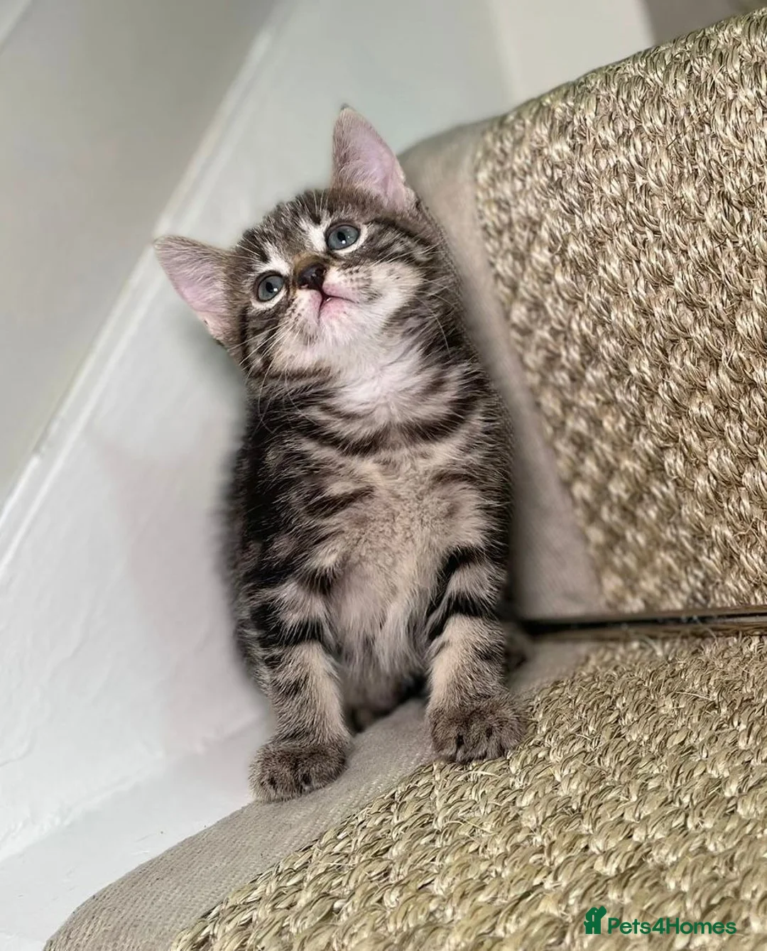 Mixed Breed cats for sale: We have 5 beautiful Tabby kittens Available now. - Advert 2