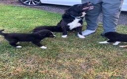 Border Collie dogs for sale: Beautiful border collie pups - Image 2