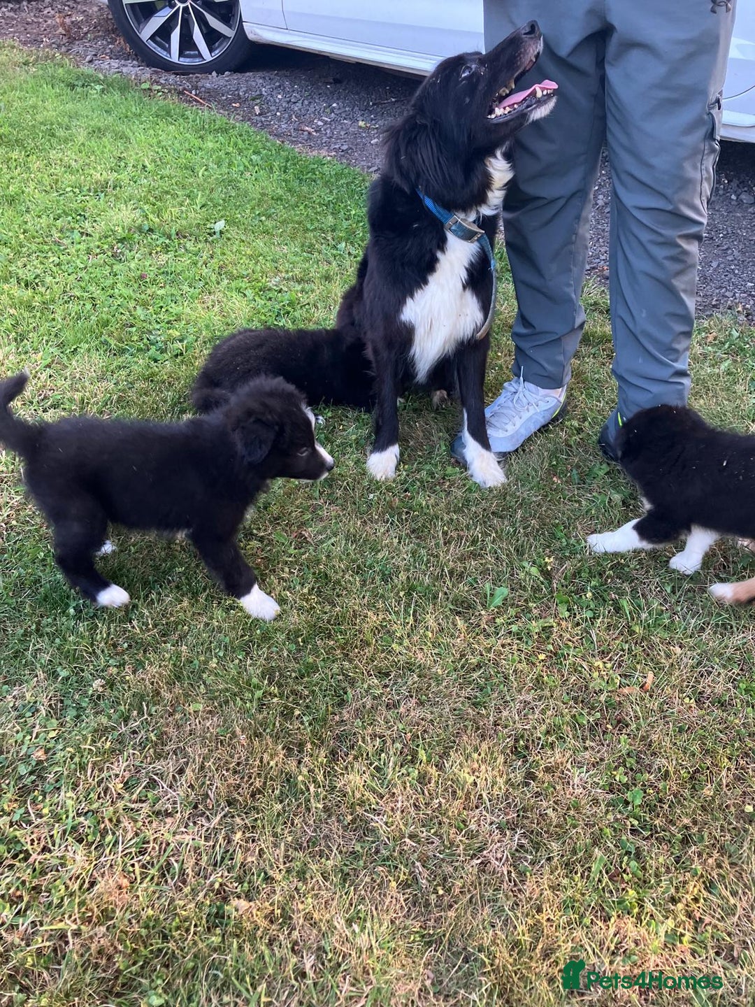 Border Collie dogs for sale: Beautiful border collie pups - Image 2