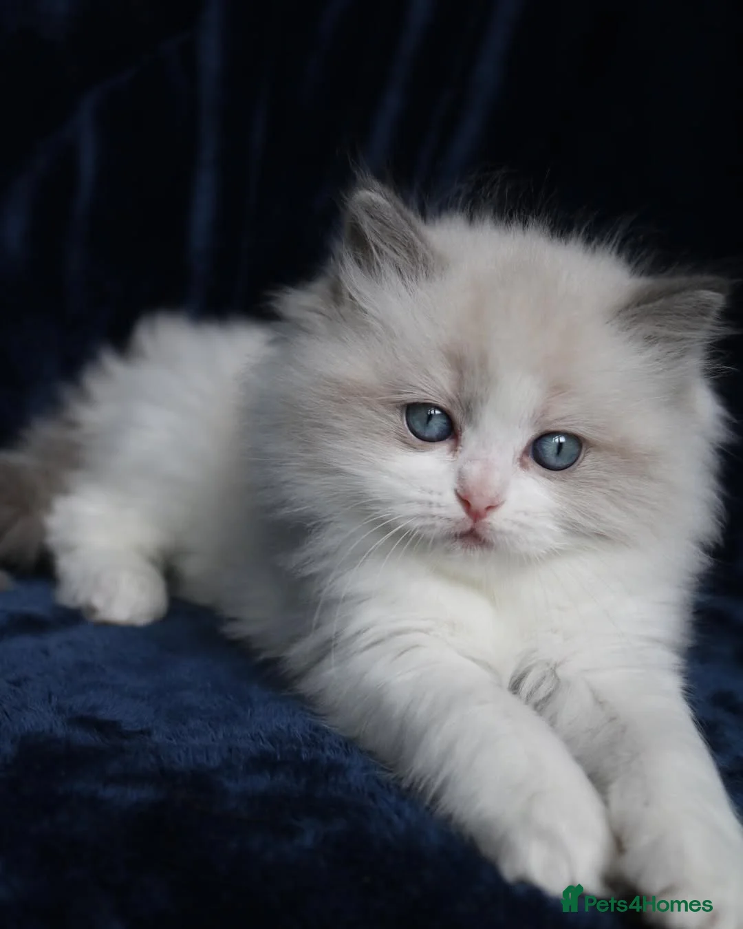 Ragdoll cats for sale: Purebred Ragdoll Kittens for Sale  in Huddersfield - Advert 2