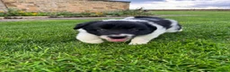 Border Collie dogs for sale: Gorgeous Litter of border collie puppy’s  - Advert 25