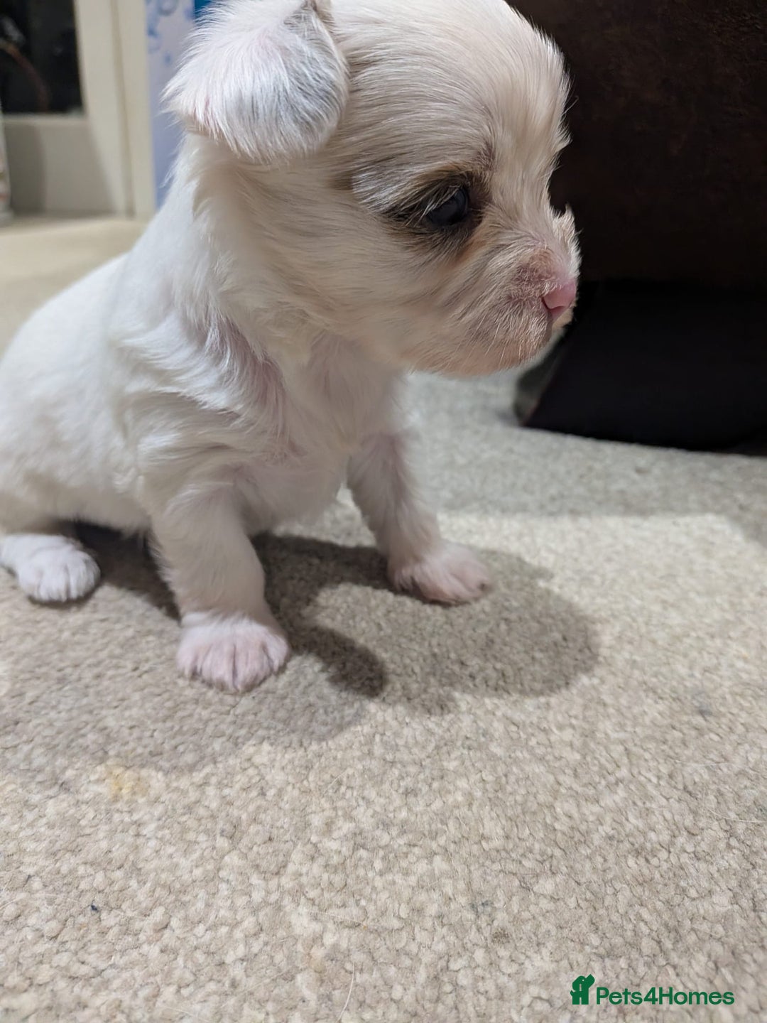 Biewer Terrier dogs for adoption: ❤️🐶 Sweet Pups Looking forResponsible Homes 🐶❤️ - Advert 3