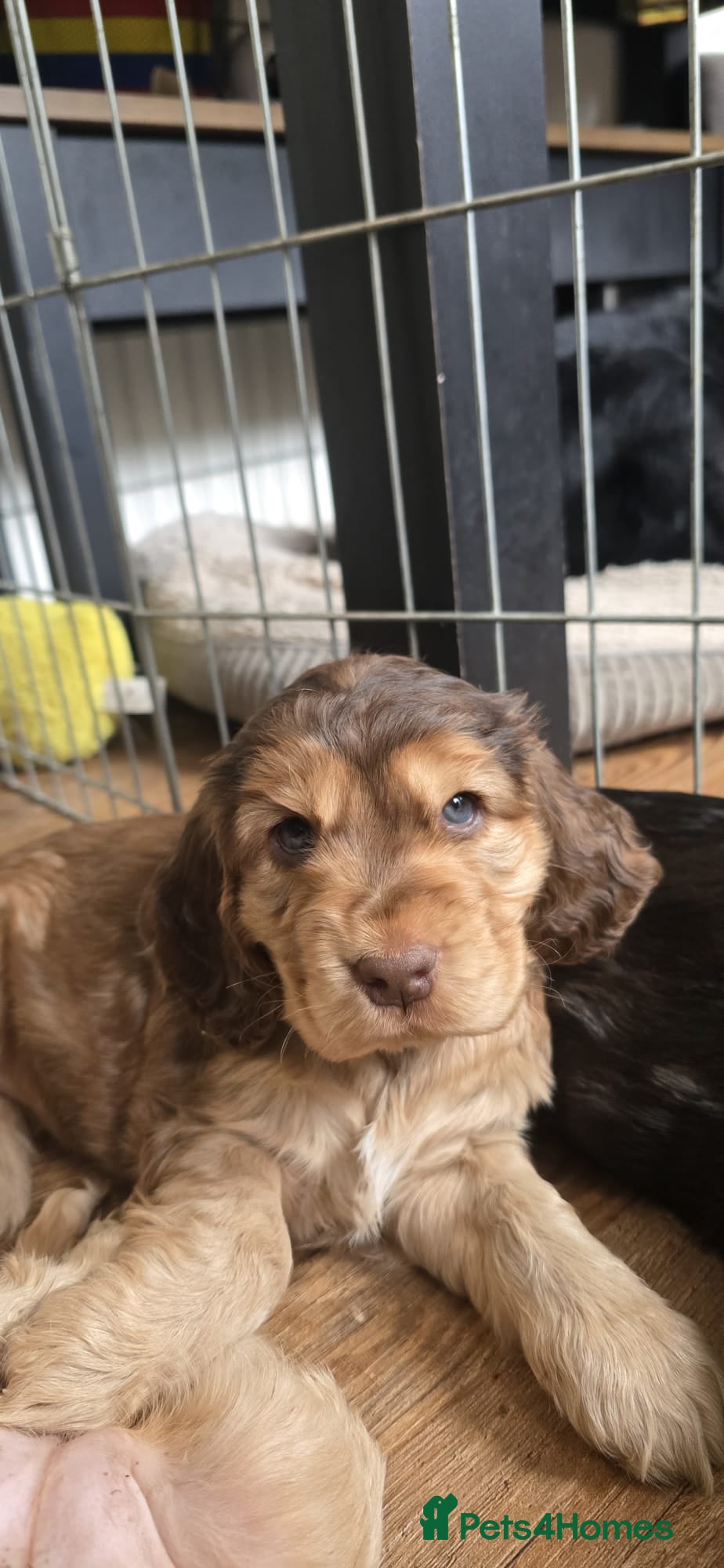 Cocker Spaniel dogs  ☆Stunning KC Registered Cocker Spaniel Puppy - Advert 5