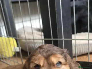 Cocker Spaniel dogs ☆Stunning KC Registered Cocker Spaniel Puppy - Advert 5