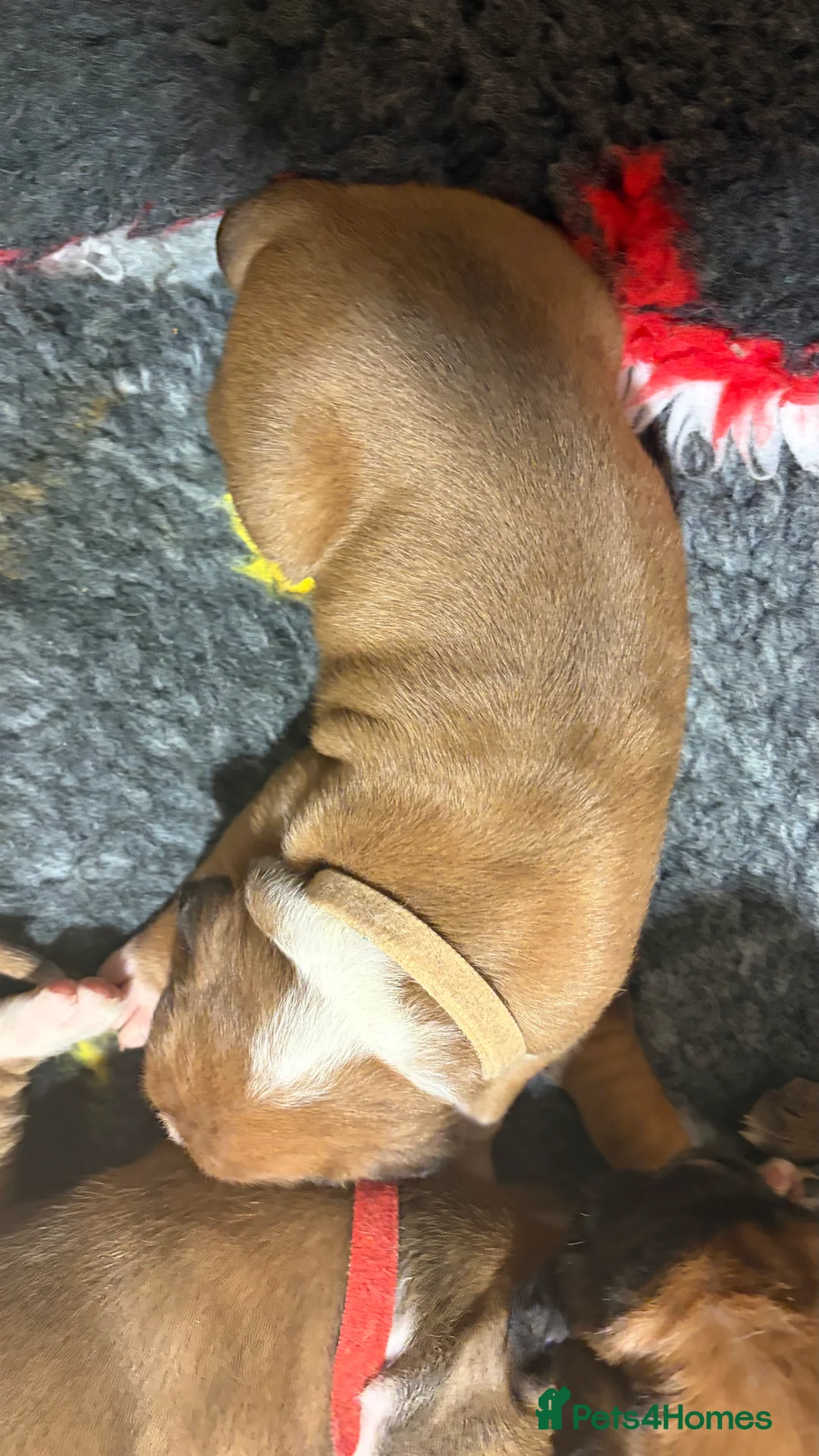 Boxer dogs for sale: Beautiful Boxer Puppies - Advert 13