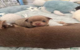 Chihuahua dogs for sale: KC reg Handsome lilac & tan boy 🍎 🐶  - Image 6