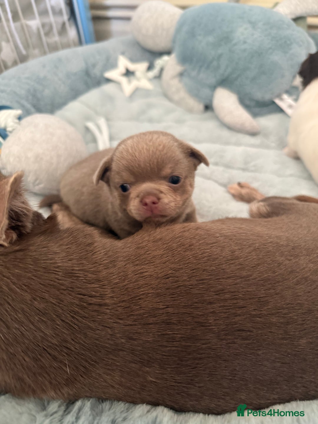 Chihuahua dogs for sale: KC reg Handsome lilac & tan boy 🍎 🐶  - Image 6