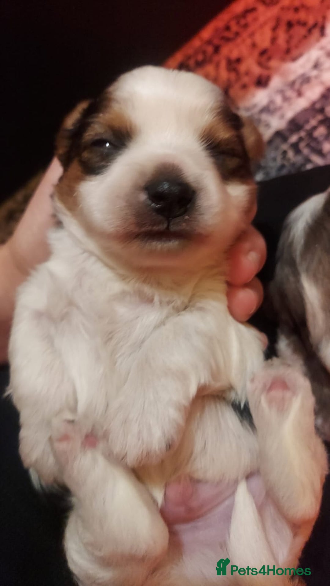Mixed Breed dogs for sale: Sunning Blueberry and Biewer puppies.  - Image 2