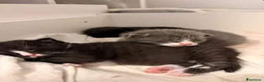 Grey tabby male