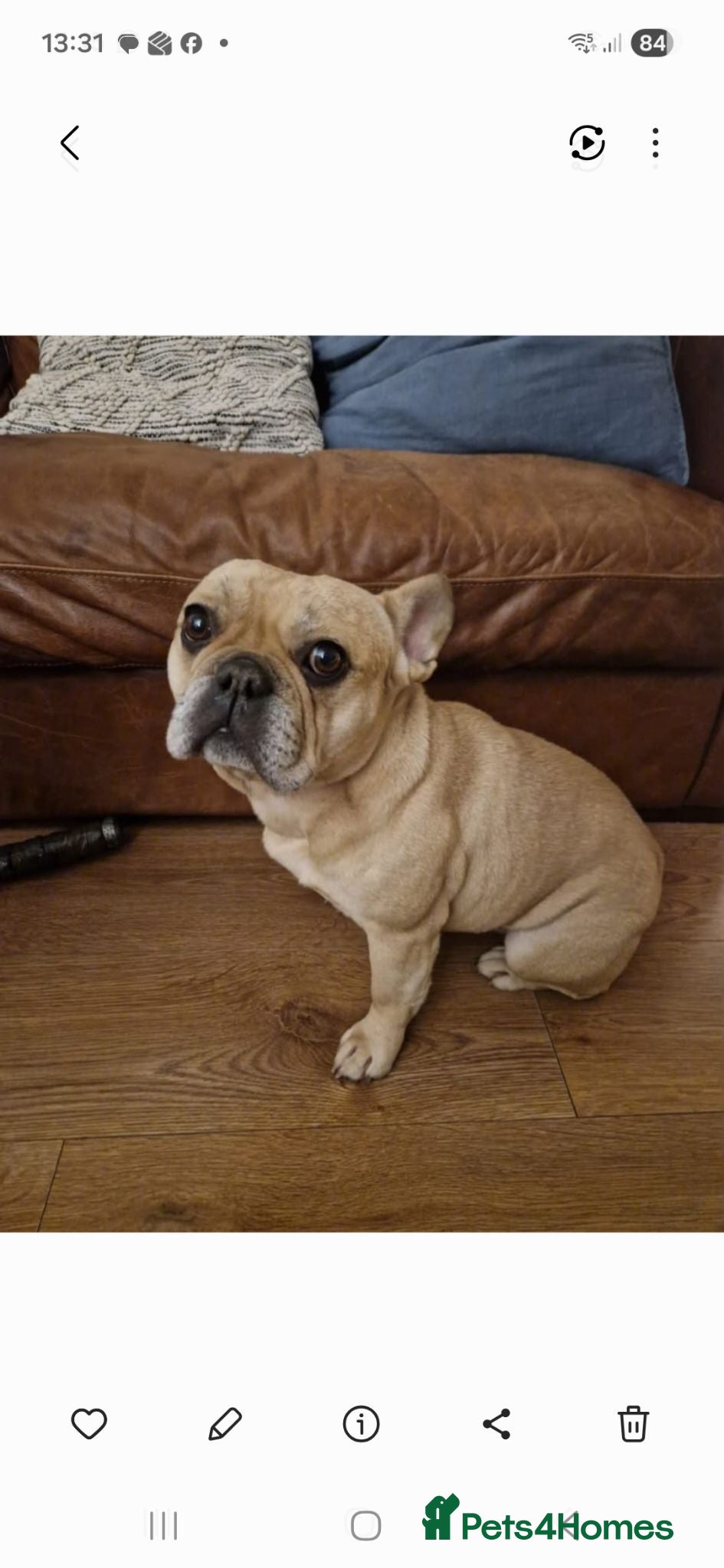 French Bulldog dogs Miss ward - Advert 1