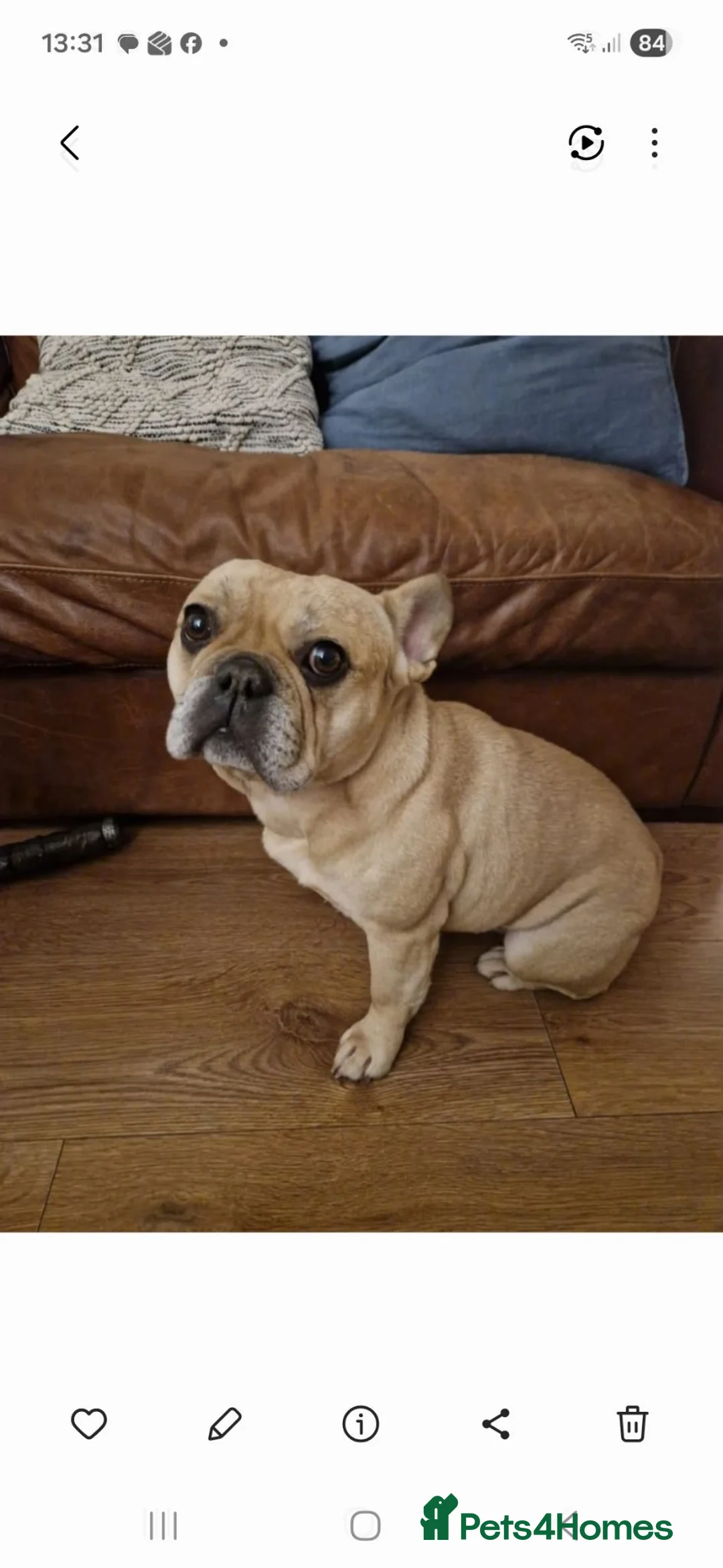 French Bulldog dogs for sale: Miss ward in Birmingham - Advert 1