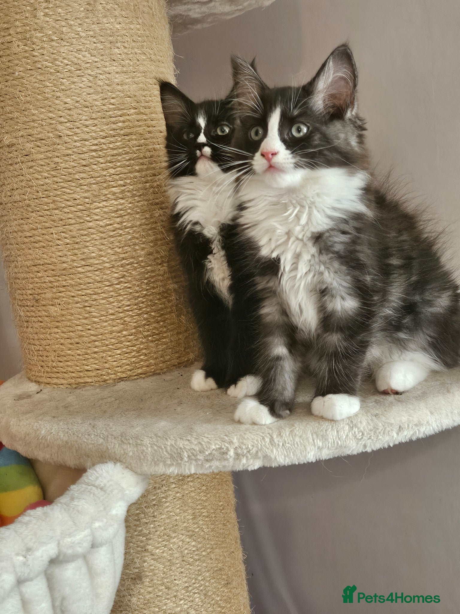 Ragcoon cats for sale: Ragcoons *dna tested parents * - Advert 16