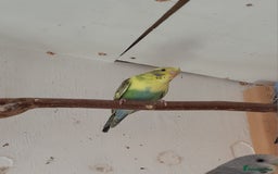 Budgerigars birds for sale: Budgies  - Image 6