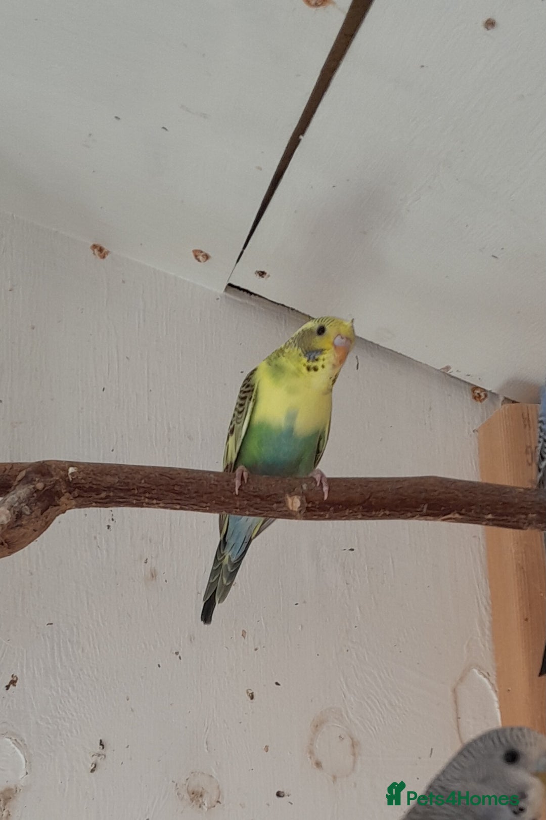 Budgerigars birds for sale: Budgies  - Image 6