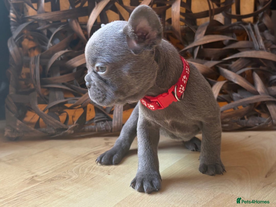 French Bulldog dogs for sale: READY NOW Pedigree New shade Isabella’s and Lilacs - Advert 2