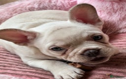 French Bulldog dogs for sale: Beautiful French Bulldog Puppies - Image 7