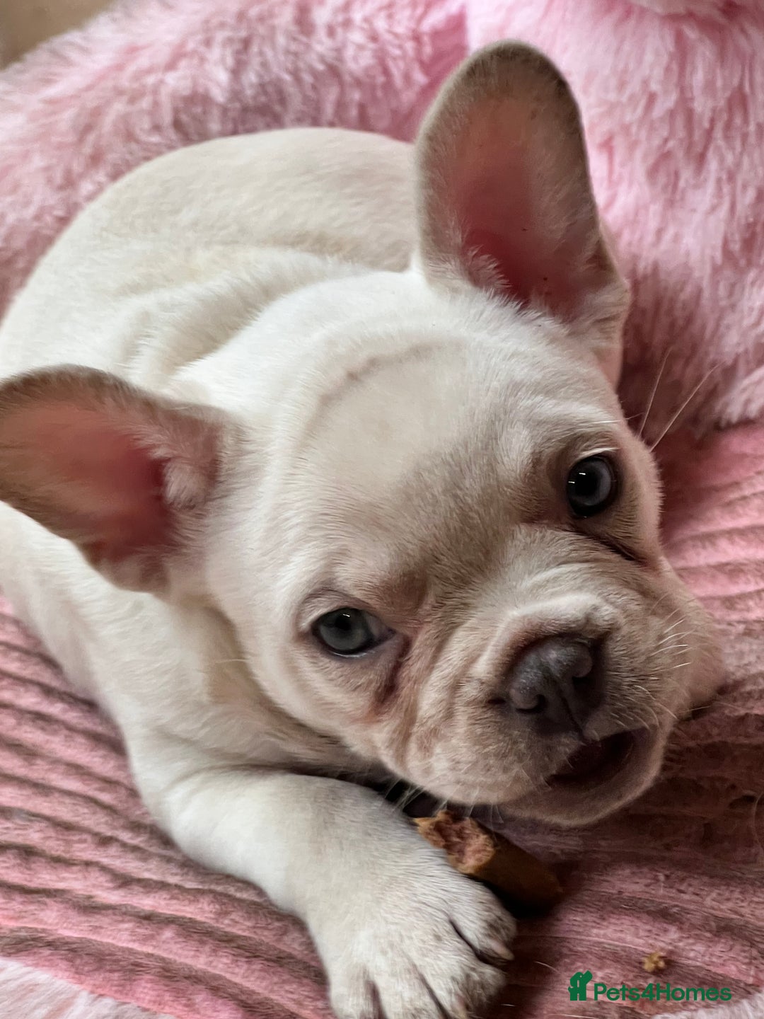 French Bulldog dogs for sale: Beautiful French Bulldog Puppies - Image 7