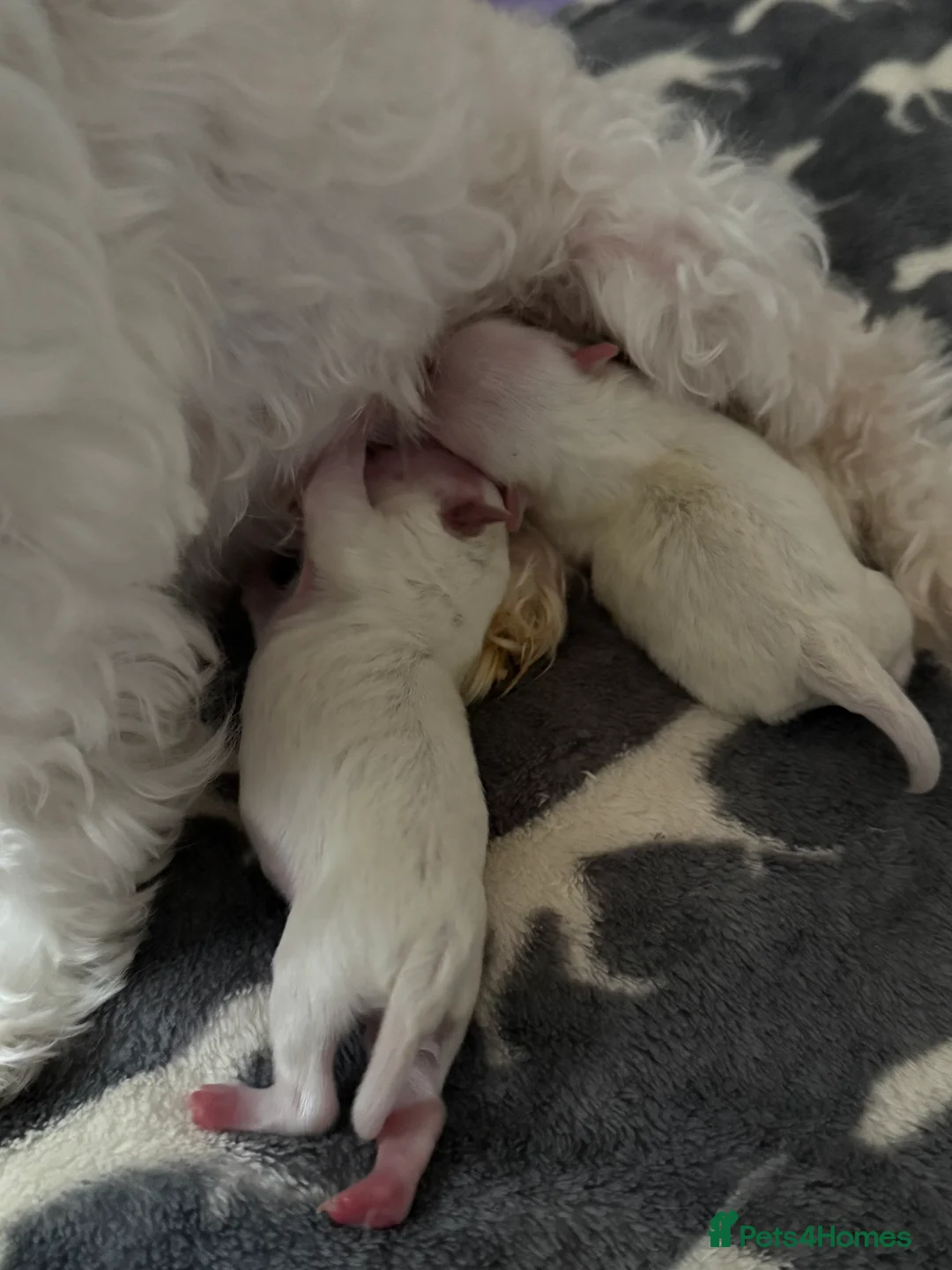 Maltese dogs for sale: Exceptional quality KC reg tiny Maltese  - Advert 7