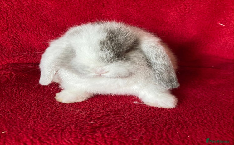 Mini Lop rabbits - Advert 1